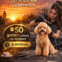 ✂️ Weekendowy kurs groomingu od podstaw – 50 godzin praktyki